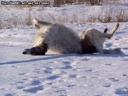 Barsoi Hunde Foto 22769 in höherer Auflösung ansehen Barsoi Atamán Grizzly