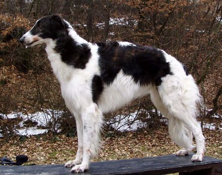Barsoi Hunde Foto 29165 in höherer Auflösung ansehen Barsoi Dober-Kopp Dobai Dobó Kata