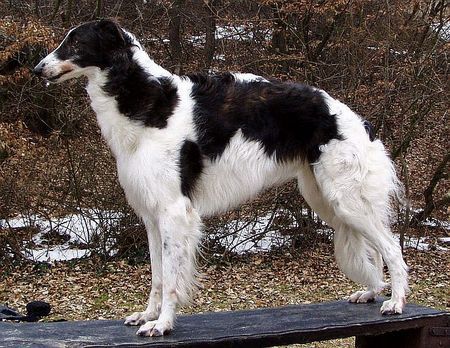 Barsoi Hunde Foto 28587 in höherer Auflösung ansehen Barsoi Dober-Kopp Dobai Dobó Kata