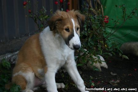 Barsoi Hunde Foto 16962 Barsoi Scharkow's Argisch mit 11 Wochen