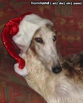 Barsoi Hunde Foto 8900 Barsoi Y.PL.Ch, CH.PL BRITA ze Sfory Carycy