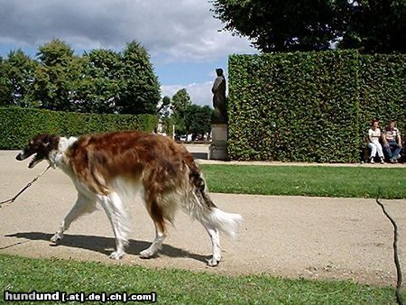 Barsoi Hunde Foto 14249 in höherer Auflösung ansehen Barsoi Russischer Windhund