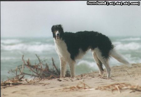 Barsoi Hunde Foto 5708 Barsoi Weltrennsieger `98 Doubravkaya`s Derskie
