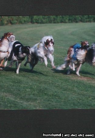 Barsoi Hunde Foto 5657 Barsoi Europasiegerrennen 02 in Ungarn