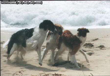 Barsoi Hunde Foto 5709 Barsoi Weltrennsieger `98 Derskie mit Tochter Bukaschka u.Sohn Buran