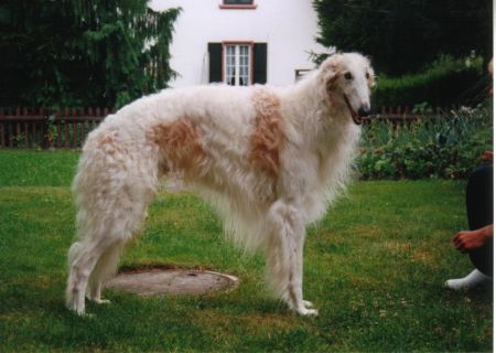 Barsoi Hunde Foto 32196 in höherer Auflösung ansehen Barsoi Int.Ch.Filaret Moskowskij