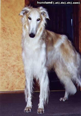 Barsoi Hunde Foto 7777 Barsoi Sawlok