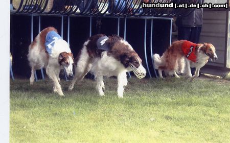 Barsoi Hunde Foto 7890 Barsoi Windhundrennen Ostern, 2002 in Köln