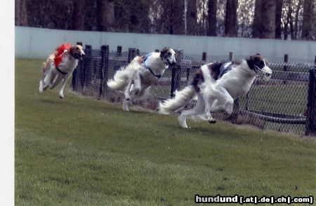 Barsoi Hunde Foto 7891 Barsoi Windhundrennen Ostern, 2002 in Köln