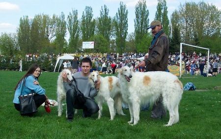 Barsoi Hunde Foto 32202 in höherer Auflösung ansehen Barsoi Grotius Barsois