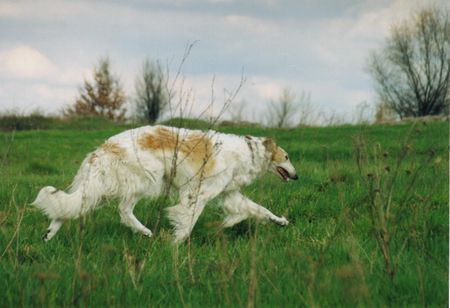 Barsoi Hunde Foto 32195 in höherer Auflösung ansehen Barsoi PL Ch. IWAN Grotius