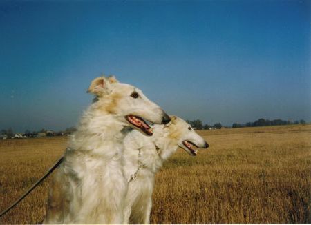 Barsoi Hunde Foto 32197 in höherer Auflösung ansehen Barsoi Iwan,Orlow Grotius