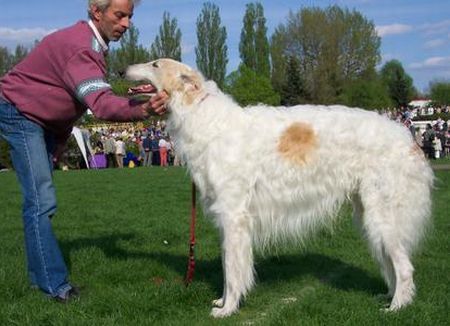 Barsoi Hunde Foto 32198 in höherer Auflösung ansehen Barsoi PL.Ch.Iwan Grotius
