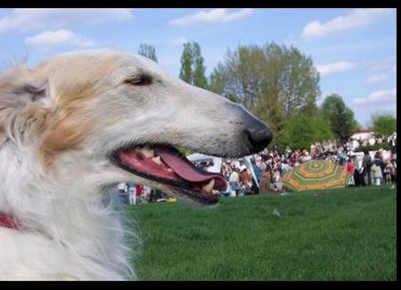 Barsoi Hunde Foto 32199 in höherer Auflösung ansehen Barsoi PL.Ch.Iwan Grotius