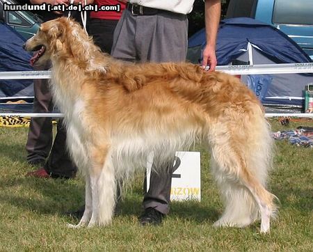 Barsoi Hunde Foto 8895 Barsoi Y.PL.CH , CH. PL, Y.Winner of Poland ' 02, Winner of Poland '03 LUT SZCZESCIA Wladca Traw