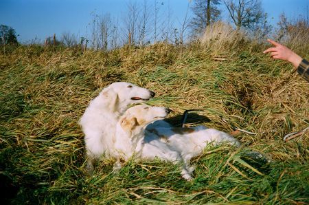 Barsoi Orlow und Orla Grotius