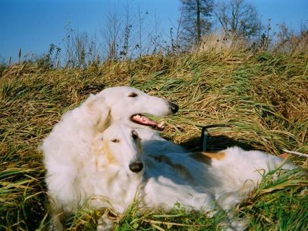 Barsoi Hunde Foto 35840 in höherer Auflösung ansehen Barsoi Orlow und Orla Grotius