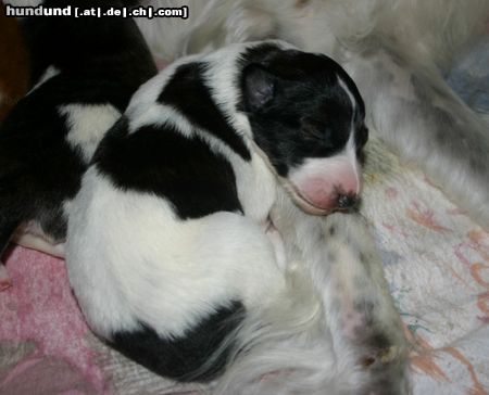 Barsoi Hunde Foto 15221 Barsoi Scharkow's Aljenka mit einer Woche