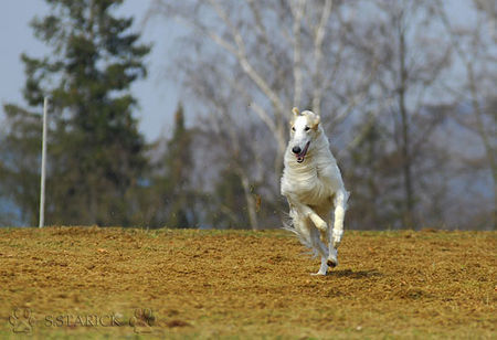 Barsoi Coursing