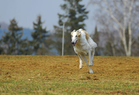 Barsoi Coursing