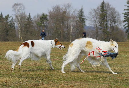 Barsoi Hunde Foto 37684 in höherer Auflösung ansehen Barsoi Coursing