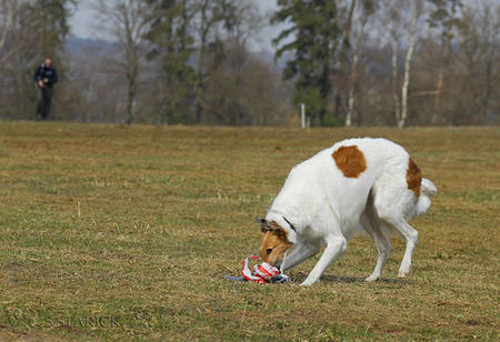 Barsoi Coursing