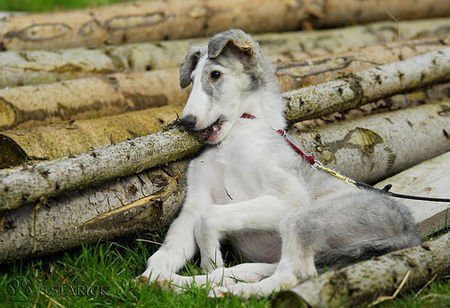 Barsoi Hunde Foto 37693 in höherer Auflösung ansehen Barsoi Barsoi -Welpe aus dem Zinger Ischyma