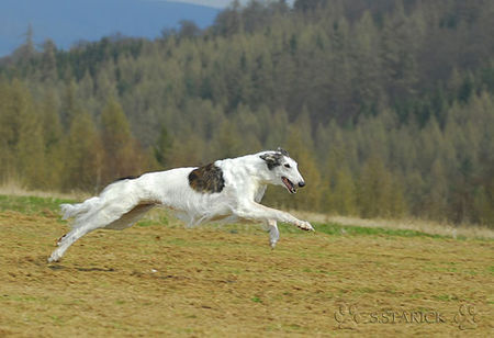 Barsoi Hunde Foto 37711 in höherer Auflösung ansehen Barsoi Barsoi aus dem Zwinger Ischyma