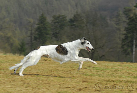 Barsoi Hunde Foto 37713 in höherer Auflösung ansehen Barsoi Barsoi aus dem Zwinger Ischyma