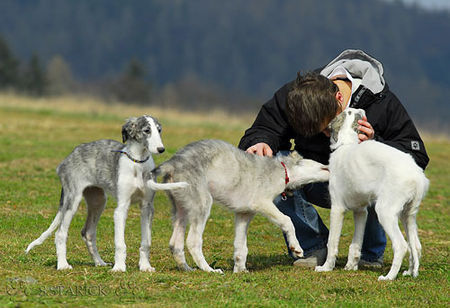 Barsoi Hunde Foto 37715 in höherer Auflösung ansehen Barsoi Barsoi -Welpen aus dem Zwinger Ischyma