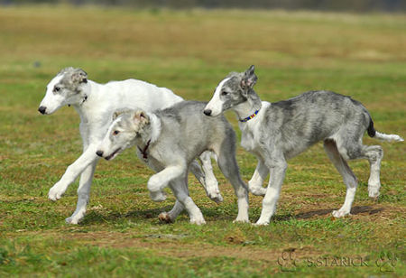 Barsoi Hunde Foto 37717 in höherer Auflösung ansehen Barsoi Barsoi -Welpen aus dem Zwinger Ischyma