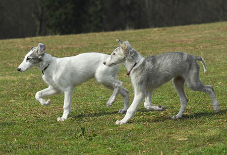 Barsoi Hunde Foto 37721 in höherer Auflösung ansehen Barsoi Barsoi -Welpen aus dem Zwinger Ischyma