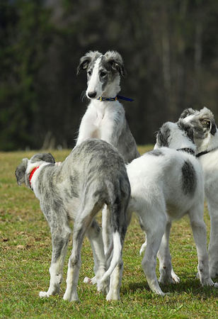Barsoi Hunde Foto 37723 in höherer Auflösung ansehen Barsoi Barsoi -Welpen aus dem Zwinger Ischyma