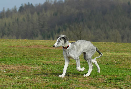 Barsoi Hunde Foto 37727 in höherer Auflösung ansehen Barsoi Barsoi -Welpe aus dem Zwinger Ischyma