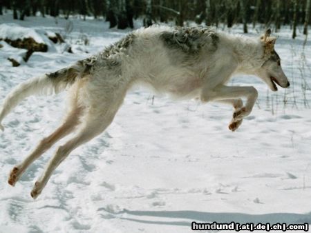 Barsoi Hunde Foto 19510 in höherer Auflösung ansehen Barsoi Scharkow's Awina ,5 Monate