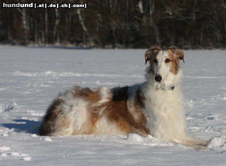 Barsoi Hunde Foto 45898 in höherer Auflösung ansehen Barsoi Schneeshooting