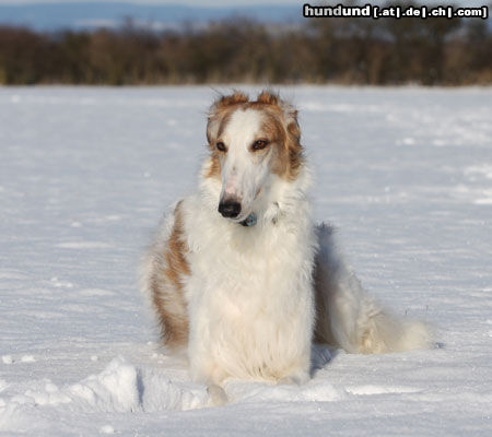 Barsoi Schneeshooting