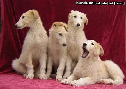 Barsoi Hunde Foto 9018 Barsoi Puppies from kennel Balsaja Achota