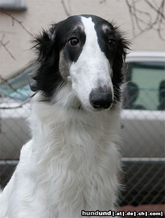 Barsoi Hunde Foto 9901 Barsoi Basandrin Garna