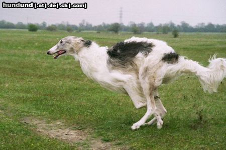 Barsoi Hunde Foto 11532 Barsoi Int.Ch., Ch.Pl.Ych.Pl Solovyev SERY ZHEMCHUG