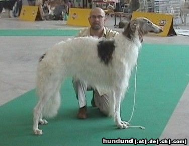 Barsoi Hunde Foto 11531 Barsoi Int.Ch., Ch.Pl.Ych.Pl Solovyev SERY ZHEMCHUG