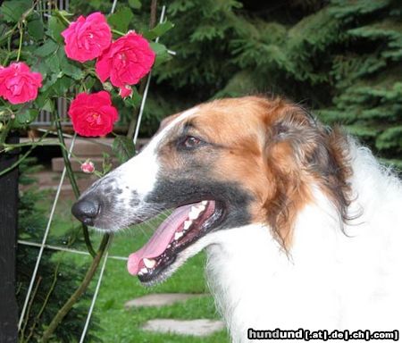 Barsoi Hunde Foto 9904 Barsoi Ischyma Balagur