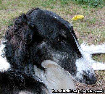 Barsoi Hunde Foto 9899 Barsoi Ischyma Carat