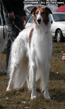 Barsoi Hunde Foto 9897 Barsoi Ischyma Beli