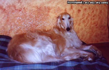 Barsoi Hunde Foto 7462 Barsoi Sawlok, unsere Diva