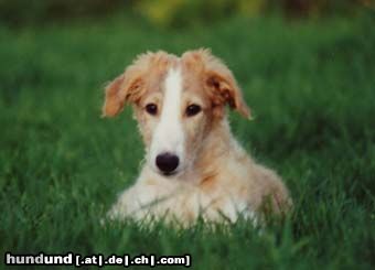 Barsoi Hunde Foto 8897 Barsoi Y.PL.CH , CH. PL, Y.Winner of Poland \\\' 02, Winner of Poland \\\'03 LUT SZCZESCIA Wladca Traw