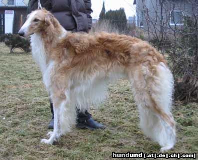 Barsoi Hunde Foto 8896 Barsoi Y.PL.CH , CH. PL, Y.Winner of Poland \' 02, Winner of Poland \'03 LUT SZCZESCIA Wladca Traw