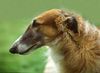 Barsoi Foto: Aussie (ID 15342) Barsoi Hund