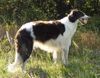 Barsoi Foto: Dober-Kopp Dobai Déli Szél (ID 22772) Barsoi Hund
