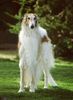 Barsoi Foto: Eine wahre Schönheit (ID 15344) Barsoi Hund